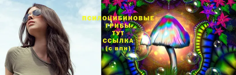 Псилоцибиновые грибы Psilocybe  Кодинск 